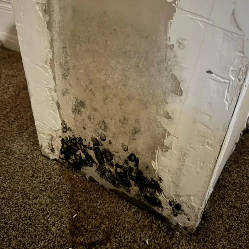 Professional Mold Removal in City of Buena Vista, VA